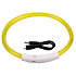 shiny shining dog collar yellow