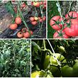 Fruit Hooks 13 háčky na ovoce 50 ks