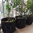 Grow Bag 76L textilní květináč